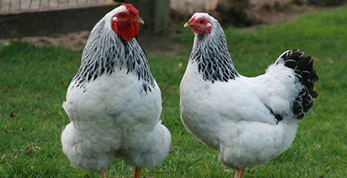 10 kez çiftliğe girip 500 tavuk çaldılar