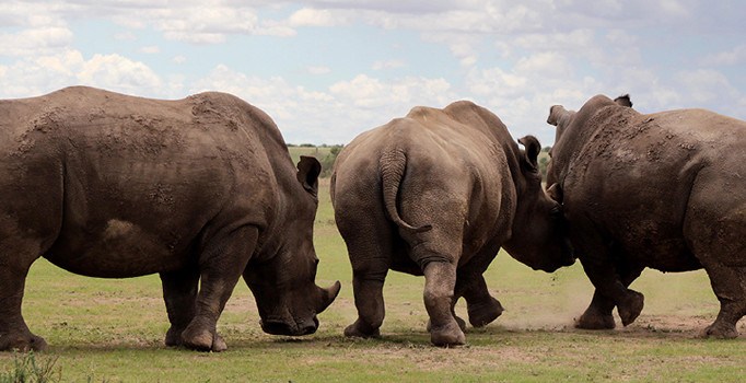Dünya üzerinde sadece 3 tane kuzey beyaz gergedanı kaldı!