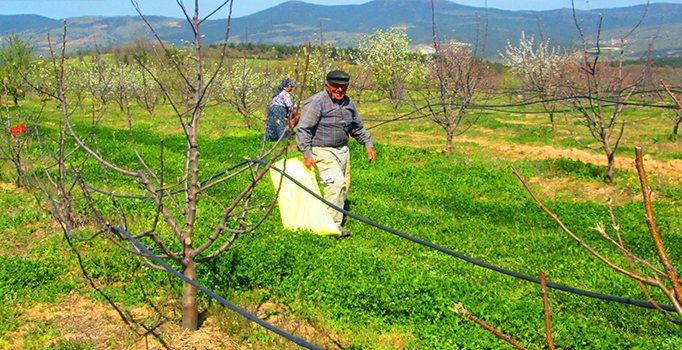 Kaz Dağları'nda 'Kinoa' yetiştiriliyor