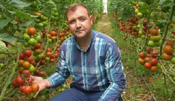 Domates fiyatları çiftçiyi sevindirdi