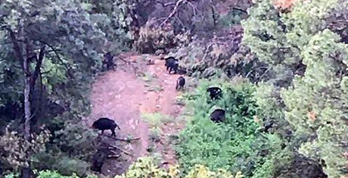 Türk Telekom Arena Stadyumu'nun arkasındaki ormana domuz sürüsü indi
