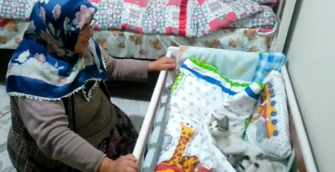 Pencereden giren kedi beşikte yavruladı