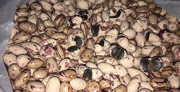 Van'da  2 kilo 463 gram Afyon sakızı ele geçirdi