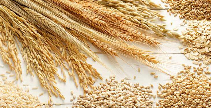 Dünyada tahıl üretimi düşüyor