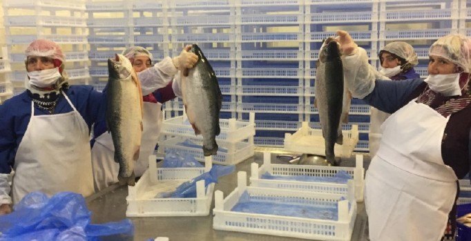 Trabzon’dan Japonya’ya somon balığı ihraç edilecek