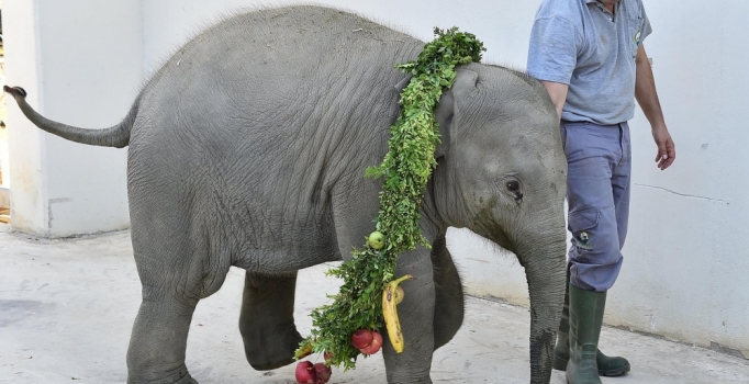 İzmir'in sevimli fili 'Deniz'in 
ilk yaş günü kutlanacak