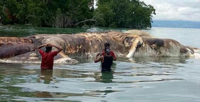 Dünya Endonezya'da karaya vuran gizemli canlıyı konuşuyor