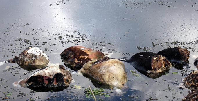 Sakarya Arifiye Mollaköy Göleti'nde onlarca büyükbaş hayvan kafası bulundu