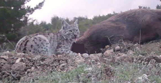 Avrasya Vaşağı ilk kez görüntülendi