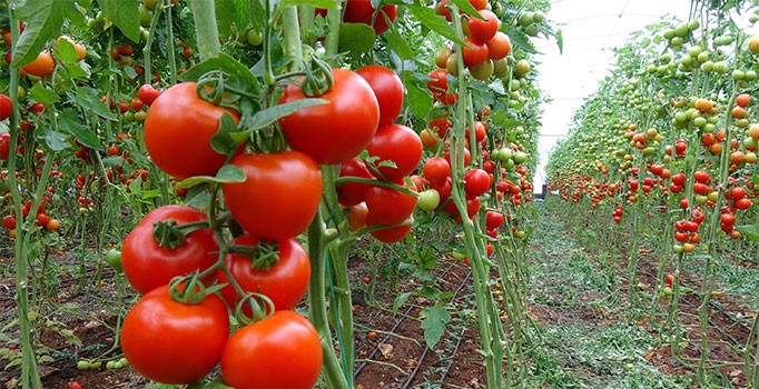 Hamam ruhsatıyla domates üretiminden ihracata