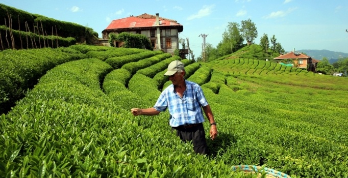 Kilosu 4 bin 500 liradan satılan beyaz çayın hasadı başladı
