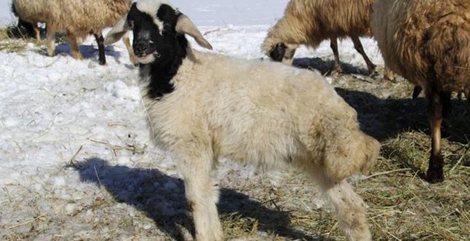 Büyütme yeminden yiyen 67 kuzu telef odu