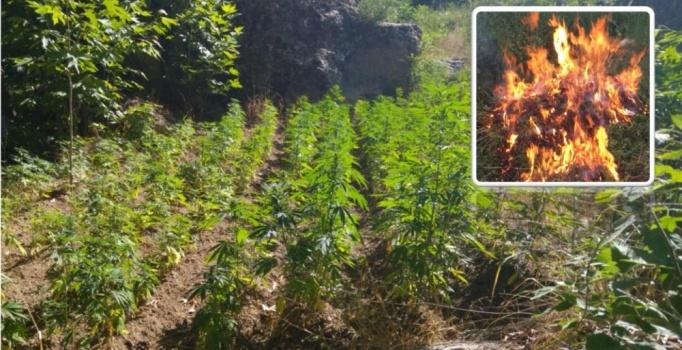 Lice ve Eğil'de uyuşturucu operasyonu: 1 ton esrar ele geçirildi