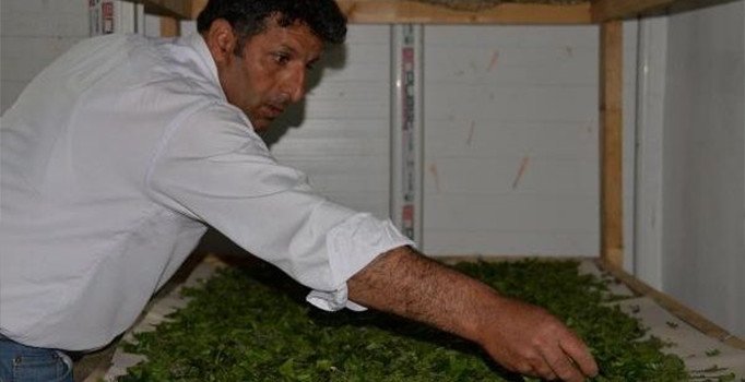 Terörden etkilenen ipek böcekçiliği yeniden hayat buldu | Diyarbakır haberleri