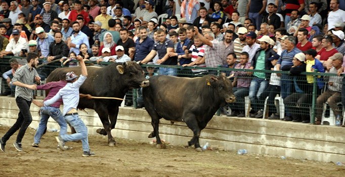 Tam 180 boğa güreşti | Aydın haberleri