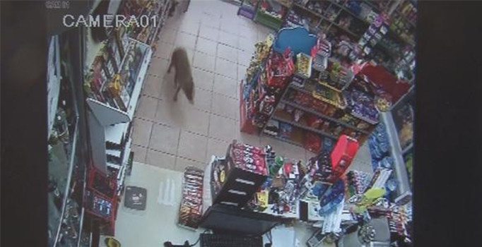 Bursa'da aç kalan çakal markete girdi