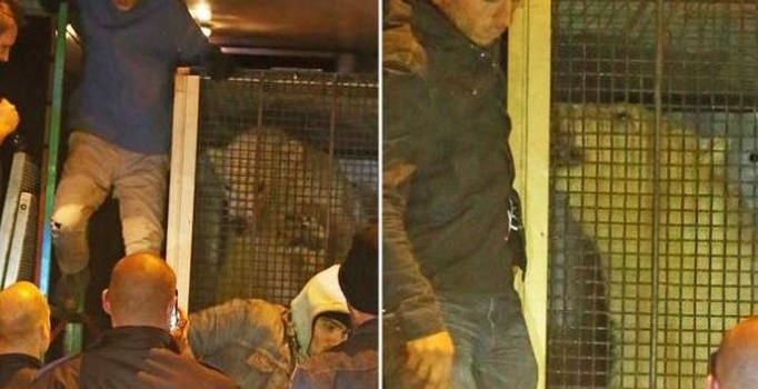 Göçmenler kutup ayısı taşıyan kamyonla İngiltere'ye gitmeye çalıştı