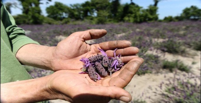 Doğal şifa kaynağı tehlike altında | Bursa haberleri