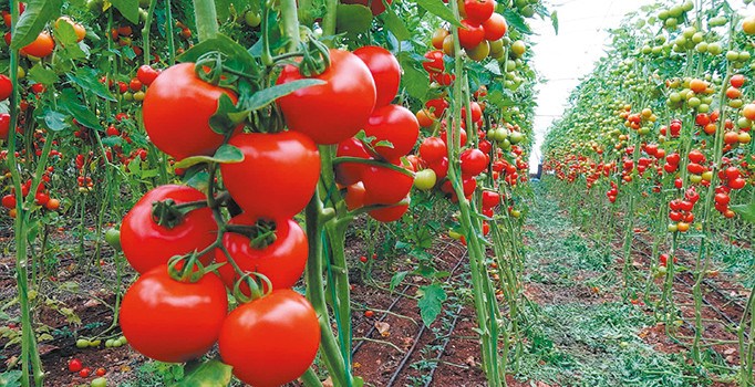 Domatese yasak ihaleye izin