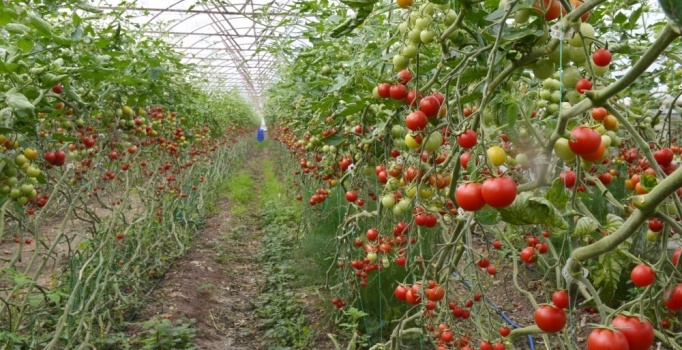 Rusya'dan domates açıklaması: Daha erken olabilir
