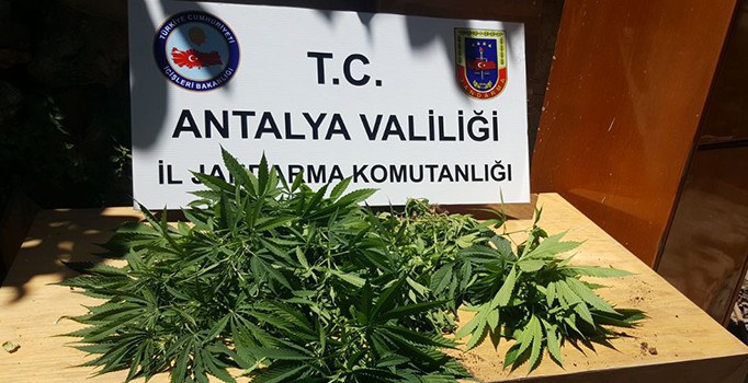 Antalya'da Jandarmadan Hint keneviri operasyonu: 1 gözaltı