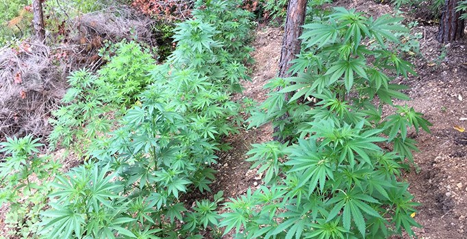 Antalya'da uyuşturucu operasyonu: 35 kök kenevir yakalandı