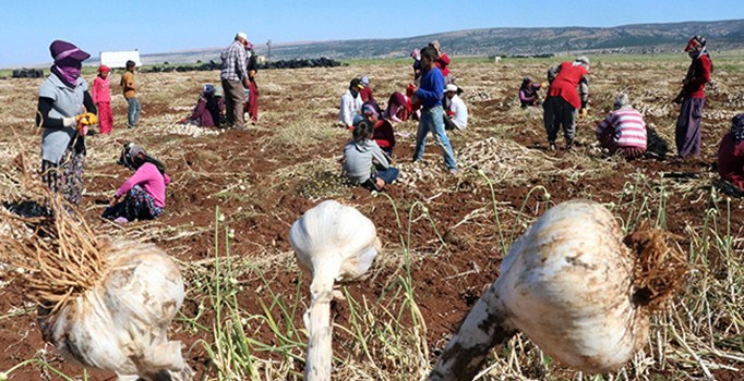 Gaziantep'te sarımsak hasadı başladı