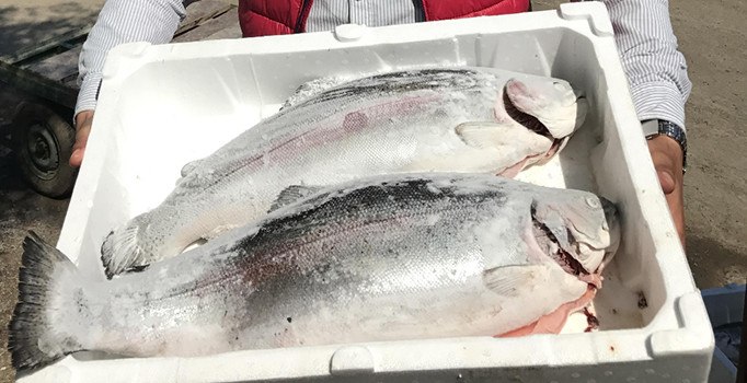 Norveç somonuna rakip çıktı