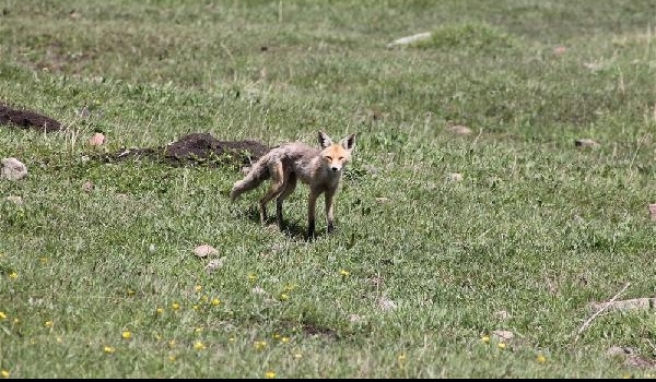 Kars'ta görüntülendi: Kızıl tilki ailesi yuva değiştiriyor