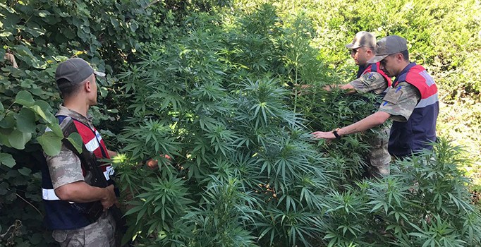 Hatay'da uyuşturucu operasyonu: 80 kök Hint keneviri ele geçirildi