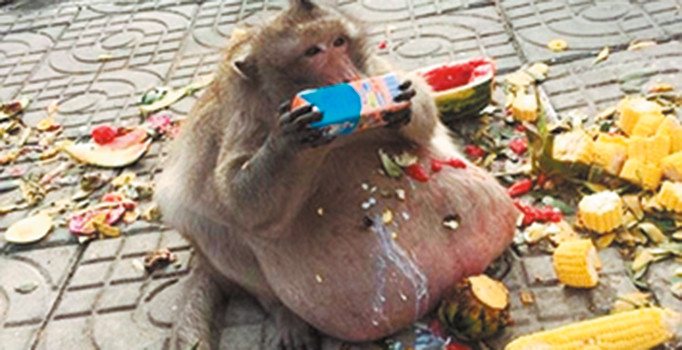 Şişman Dayı çaldıklarıyla yakalandı