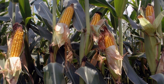 GDO'lu ürün pazarı 70 milyar dolara ulaştı