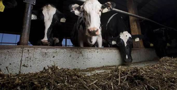 Katar'dan ablukayı kırmak için yeni hamle: 4 bin inek havadan  taşınacak