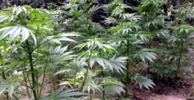 Nevşehir'de uyuşturucu operasyonu:  71 kök Hint keneviri ele geçirildi