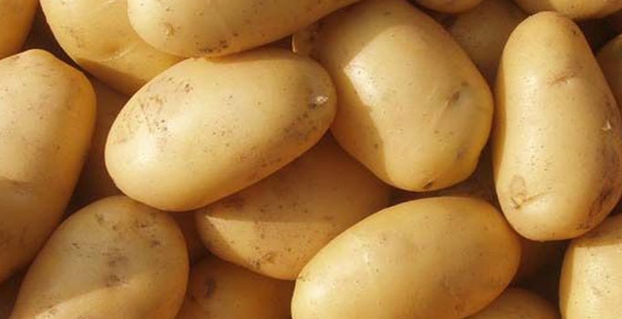 Patatesi 1.5 Liraya düşürecek formül bulundu