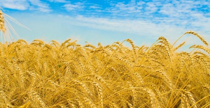 Suudi Arabistan 595 bin ton buğday ithal edecek