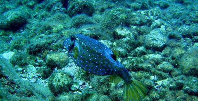 Türkiye'de 'ilk kez sarı kutu balığı' Antalya'da görüldü