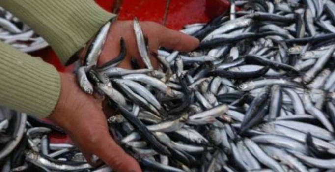 Bağcılar Belediyesi vatandaşa 3 ton hamsi ikram etti