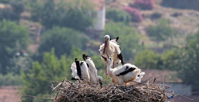 Aydın'daki leylek sayısı azalıyor