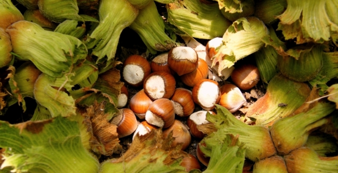 Fındık üreticisinin yaz yağmuru endişesi