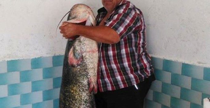 Edirne'de bir balıkçı boyu kadar balık yakaladı