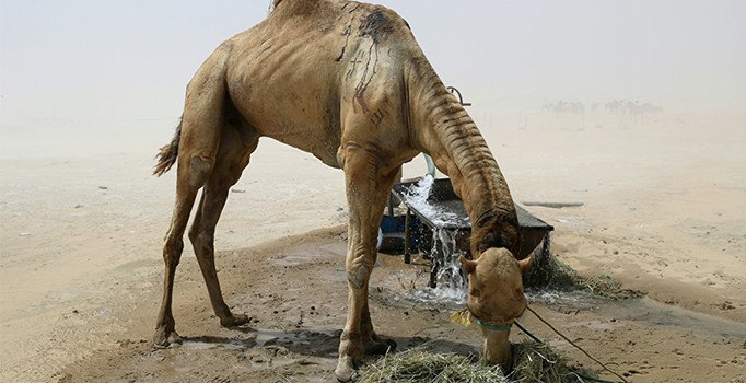 Suudi Arabistan 15 bin Katar devesini sınır dışı etti