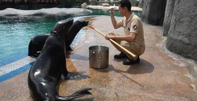 Bursa Zoo’nun yeni misafirleri fok ve penguen