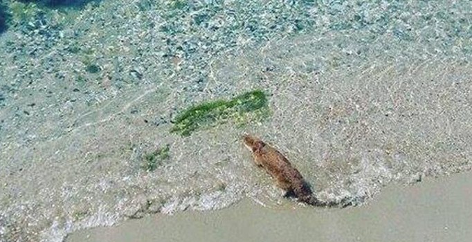 Tekirdağ'da ilginç olay: Restoranın bahçesinde yakalandı