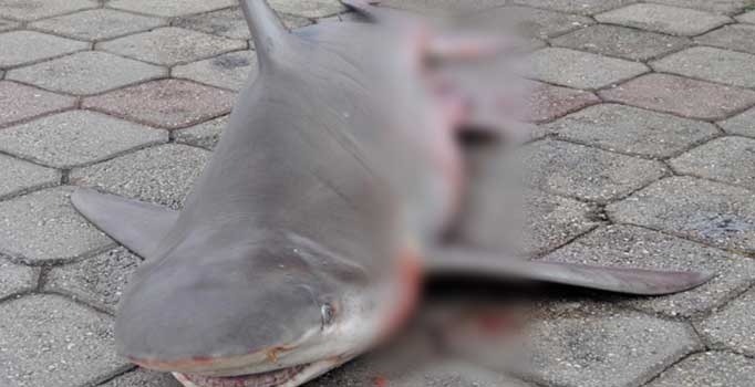 Muğla'da balıkçı ağına köpek balığı takıldı