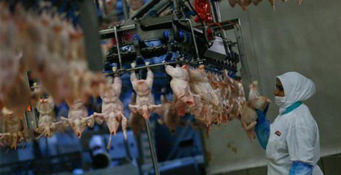 Türkiye Çin'e piliç ayağı ihracatı yapıyor