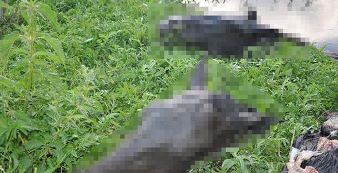 Kars'ta korkunç görüntü: Atların kafasını kestiler