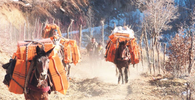 Kaçakçı katırları devlet görevine alınacak