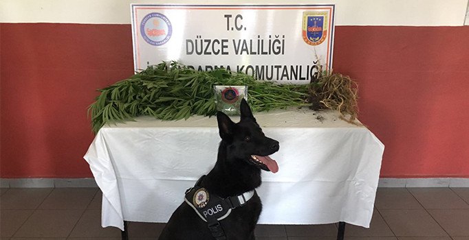 Düzce'de uyuşturucu operasyonu: 61 kök hint keneviri ele geçirildi