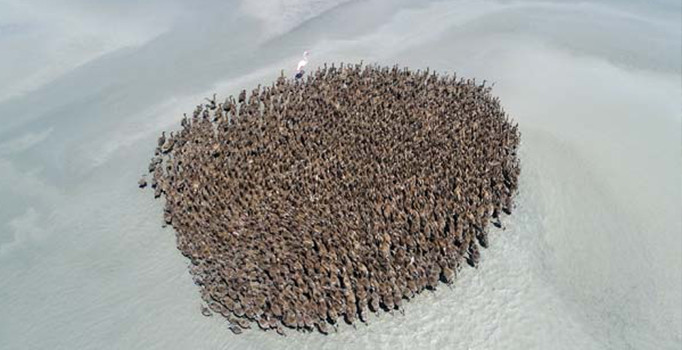 Flamingolar Tuz Gölü'ne akın etti